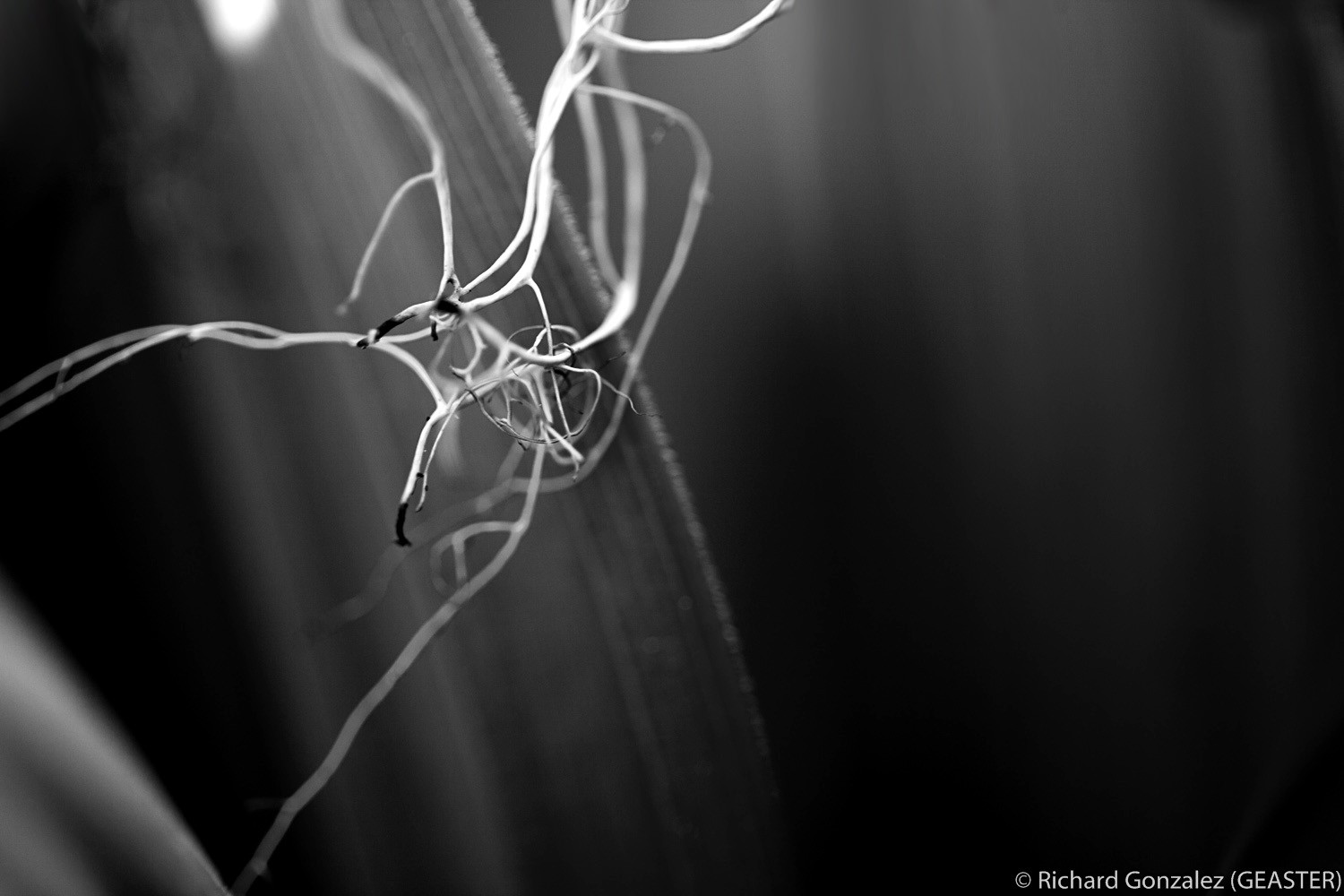 filaments