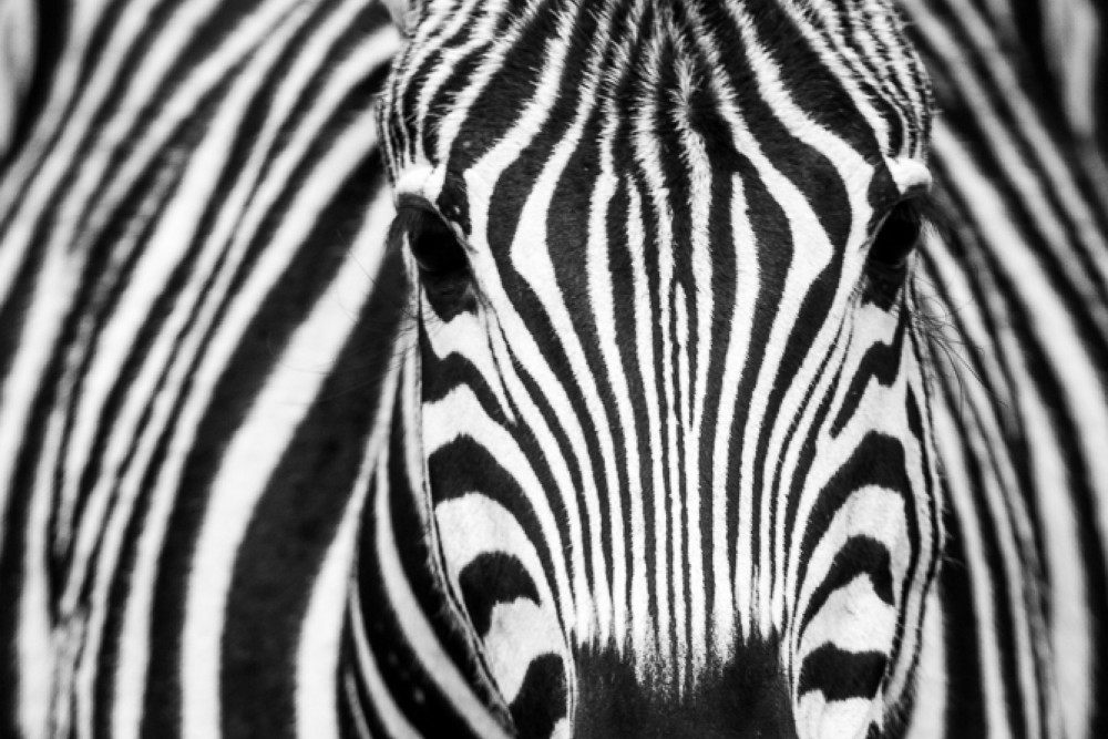 zebre