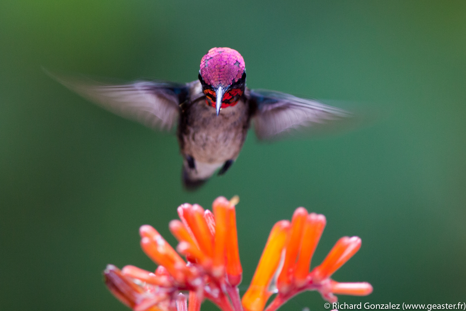 Jésus Christ est un colibri