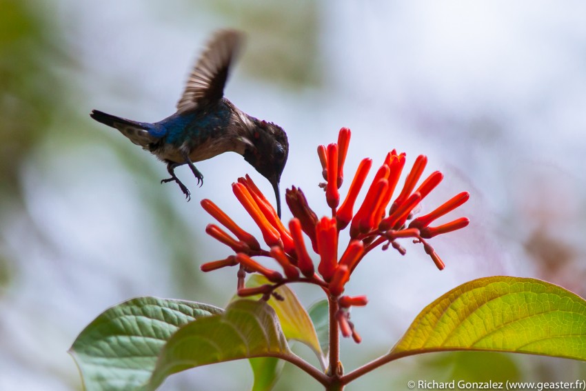 le plus petit oiseau du monde