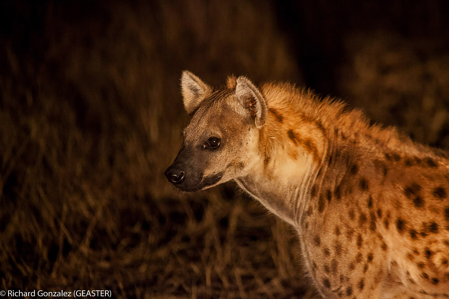hyène de vie
