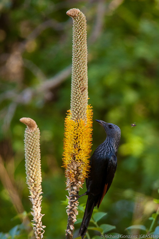 Qui de l’abeille ou de la fleur a fait l’oiseau?