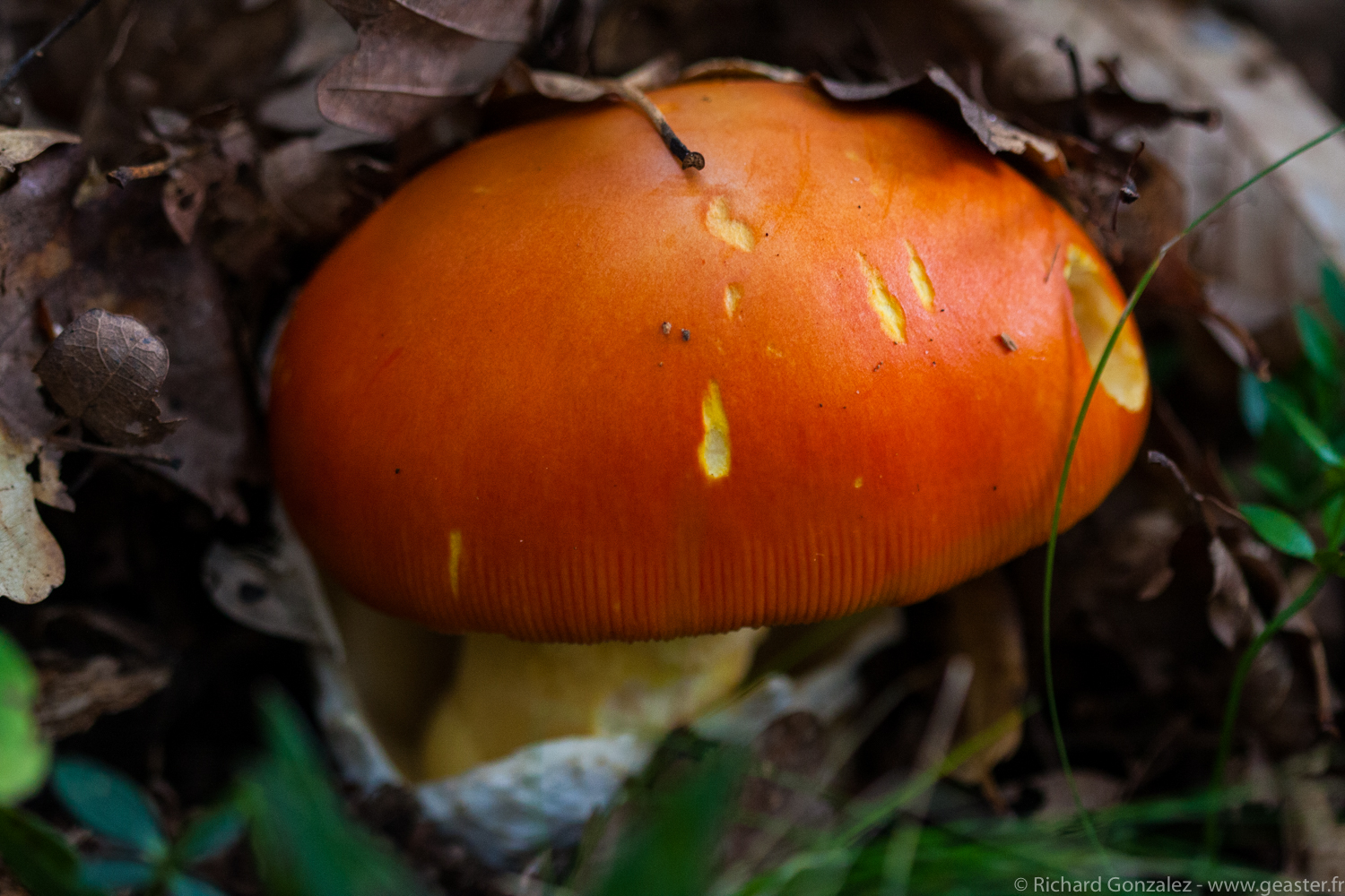 calendrier 2015 des champignons