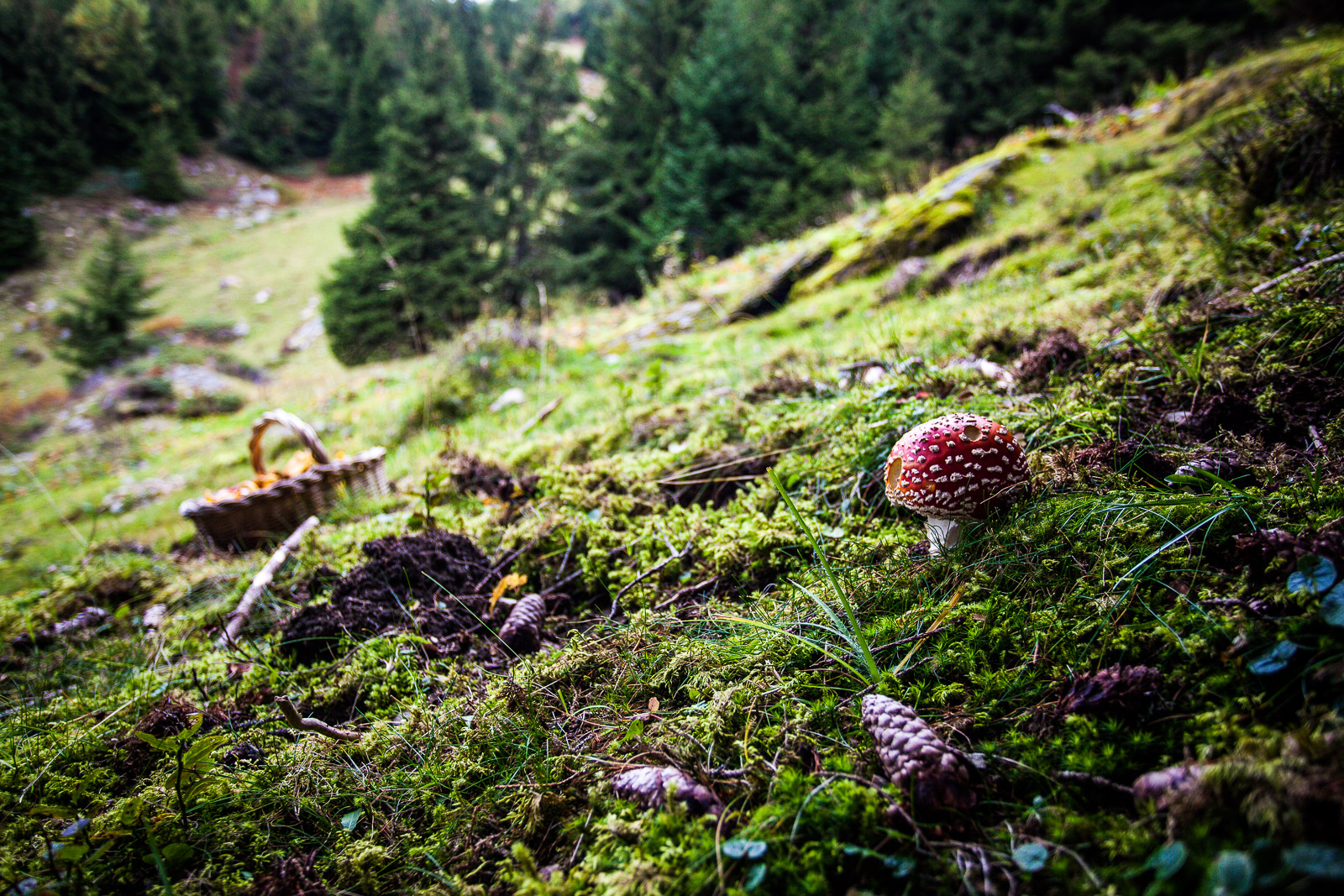 promenade au temps des champignons