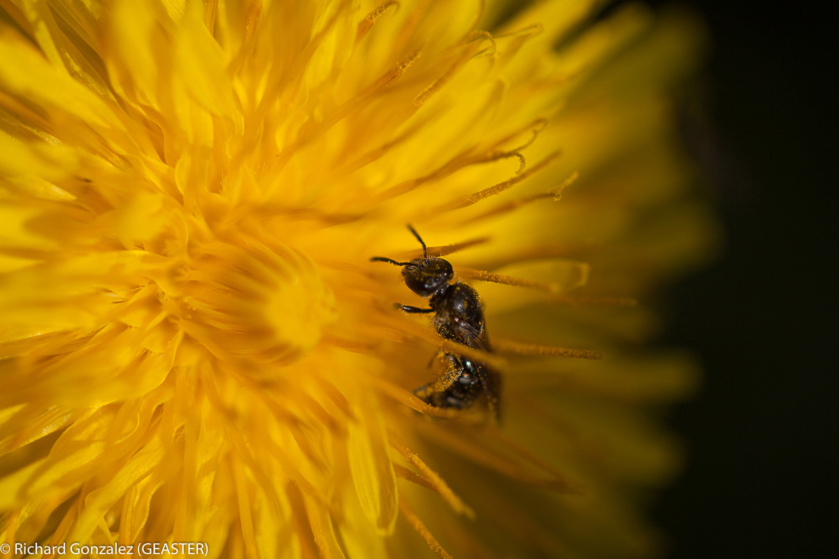 la fleur au fusil