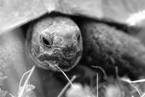 tortue de terre grecque prix