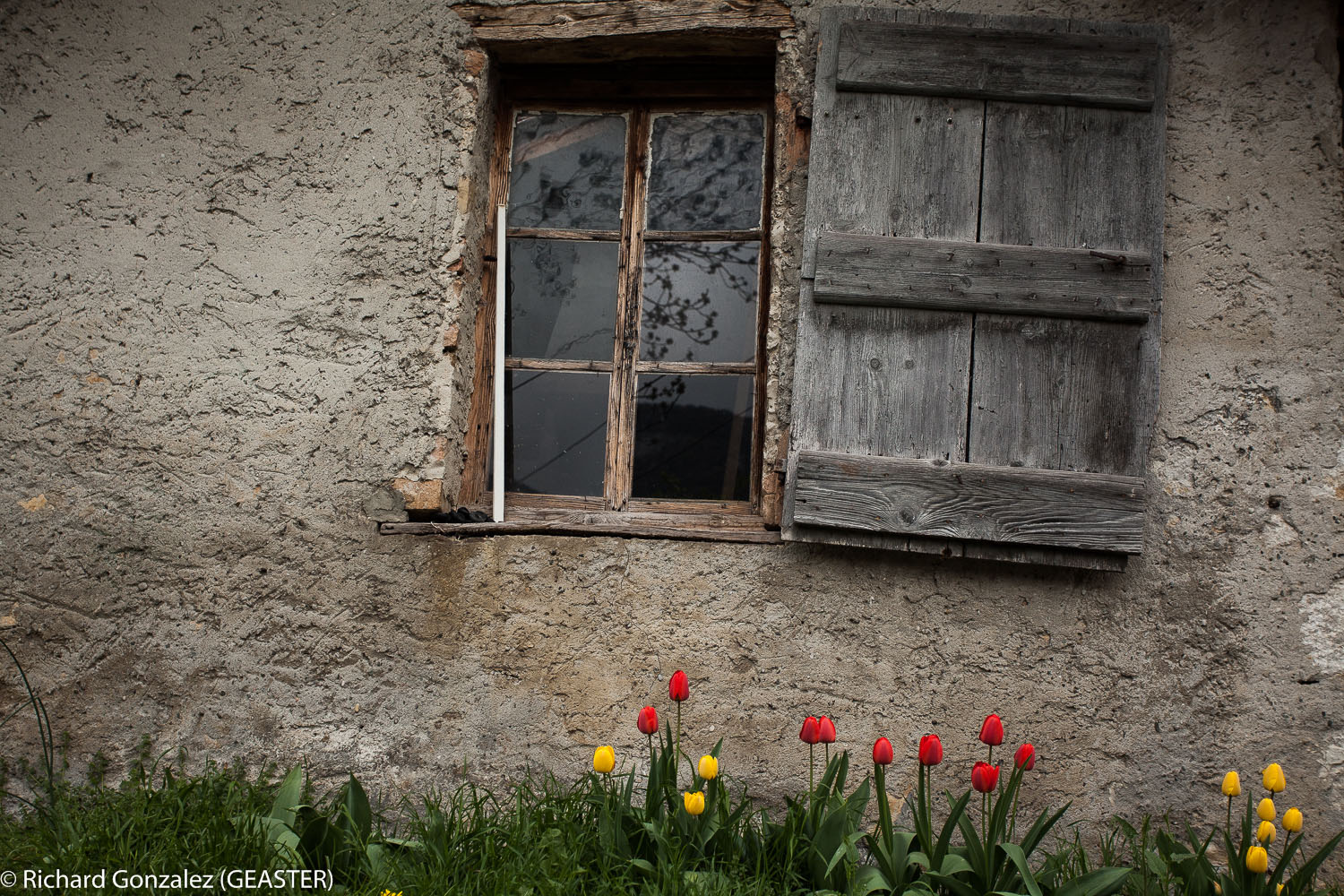 portrait de vieille dame au printemps