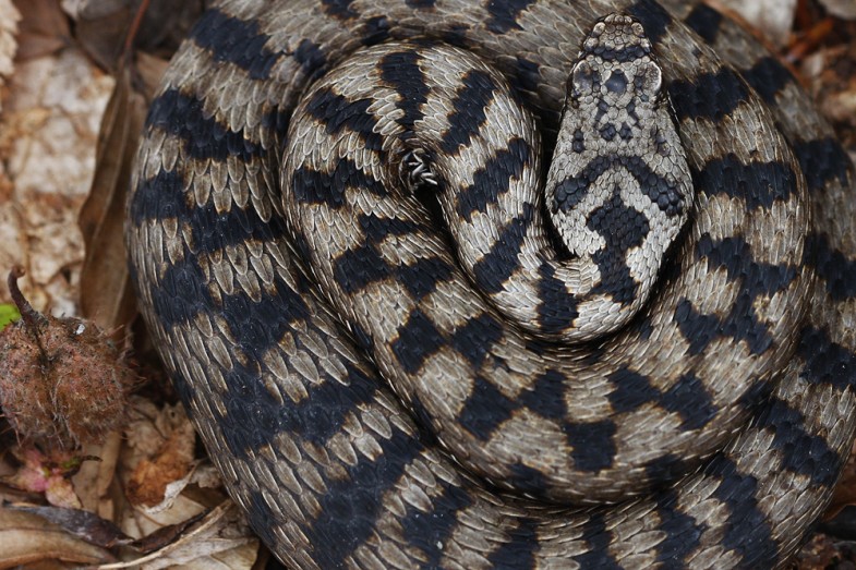 quelle est la taille du serpent le plus grand du monde